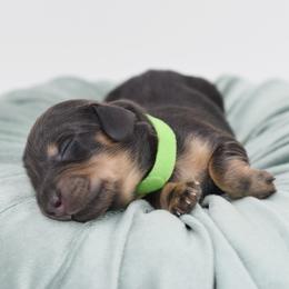 Yellow- AKC Import Lines - Black and cream female Dachshund puppy in Coweta, Oklahoma from Sunnyside Dachshunds