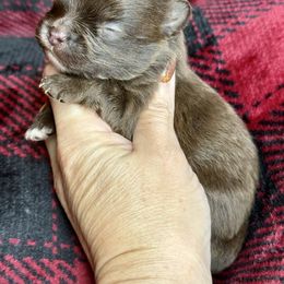 Chocolate Chip - Chocolate male Pomeranian puppy in Kilgore, Texas from 5 Star Poms