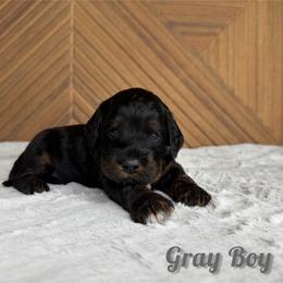 Gray Boy - Phantom male Goldendoodle puppy in Modesto, California from Two Doods Doodles