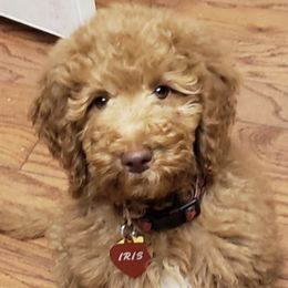 Labradoodle Puppies from Our Lovable Labradoodles
