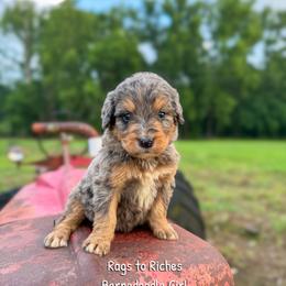 Rags to Riches - Merle female Bernedoodle puppy in Grove, Oklahoma from Guinn Family Farms