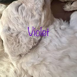 Poodle Puppies from Amanda Winrotte