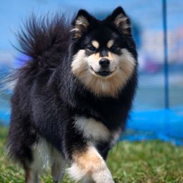 Kairi - Finnish Lapphund