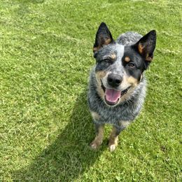 Groot - Australian Cattle Dog