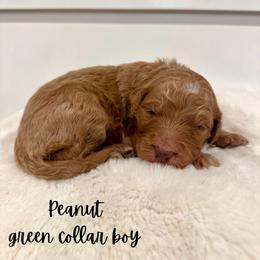 Peanut - Red  male Goldendoodle puppy in Taylorsville, North Carolina from Doggone Dixie Doodles