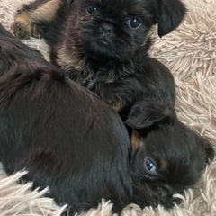 Girl 1 - Black and tan Brussels Griffon puppy in Elkland, Missouri from Hawk Pond Brussels Griffon