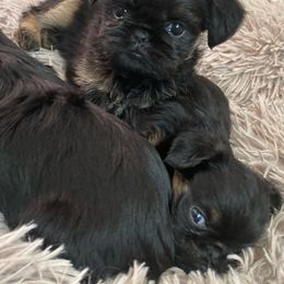 Girl 1 - Black and tan Brussels Griffon puppy in Elkland, Missouri from Hawk Pond Brussels Griffon