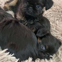Girl 1 - Black and tan Brussels Griffon puppy in Elkland, Missouri from Hawk Pond Brussels Griffon
