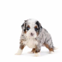 Australian Mountain Doodle, Bernedoodle, and Cavapoo Puppies from Cedar Wood Farms