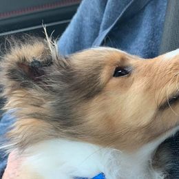 Shetland Sheepdogs from MESA Shelties