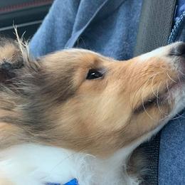 Shetland Sheepdogs from MESA Shelties