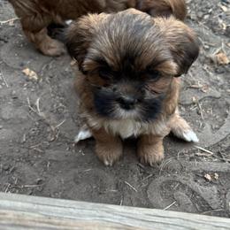 Hannah - Red gold female Lhasa Apso puppy in Snover, Michigan from Lhasa Fur Life