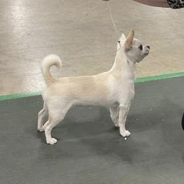 Tilly - Chihuahua