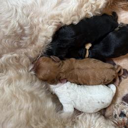 Slate - Black white and tan male Cockapoo puppy in Mt Bethel, Pennsylvania from Stasia’s Cutiepoos