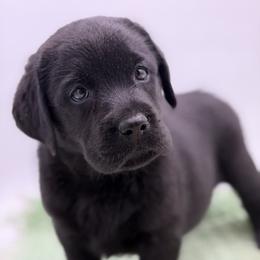 Cleo - Black female Labrador Retriever puppy in Danville, Vermont from Dole Hill Labradors