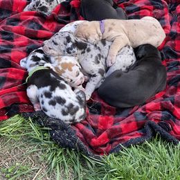 Great Dane Puppies from Mountain Valley Danes