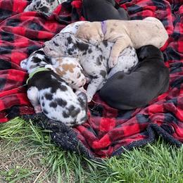 Great Dane Puppies from Mountain Valley Danes