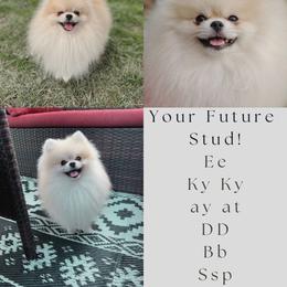 Dyno - Pomeranian