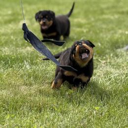 Rottweiler Puppies from The Village Rottweilers