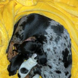 Dachshund Puppies from Whispering Willow Dachshunds