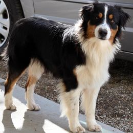 Ivy - Australian Shepherd