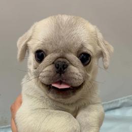 White Boy - White male Pug puppy in Elma, Washington from Kismet Kennels, Exclusively Pugs