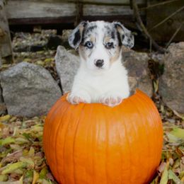 Tinkerbell (2200) - White merle female American Corgi puppy in Valley, Washington from Corgis of the Mountain Valley