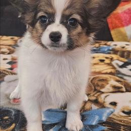 Female - White and sable female Papillon puppy in Lineville, Alabama from TimberLane Papillon's