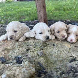 Cockapoo Puppies from East St. Poodles & Doodles