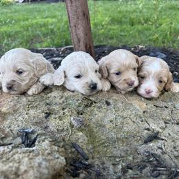 Cockapoo Puppies from East St. Poodles & Doodles