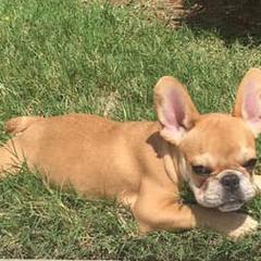 French Bulldogs from The Rawh Frenchie Club