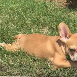 French Bulldogs from The Rawh Frenchie Club