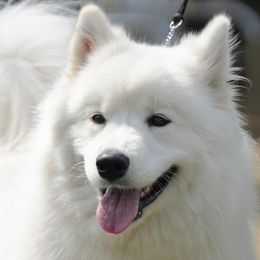 Samoyeds from Leah Kubek
