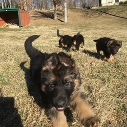 German Shepherd Puppies from Emeraldoaks German Shepherds