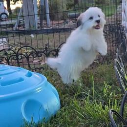 Jerry.Jack - Black gold and white male Mal-Shi puppy in Aurora, Missouri from KnJ Precious Paws LLC