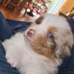 Australian Shepherd Puppies from Middle Fork Australian Shepherds
