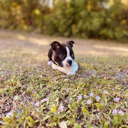 Boston Terrier Puppies from I Love Pups