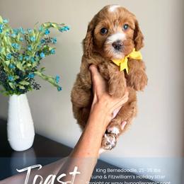 Toast - Red male Bernedoodle puppy in South Jordan, Utah from Wonderful World Doodles