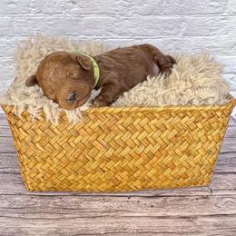 Nugget (AKC) - Red  male Poodle puppy in Riverside, California from Red Toy Poodle World