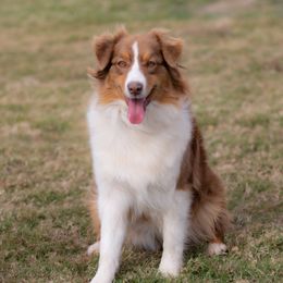 Dolly - Australian Shepherd