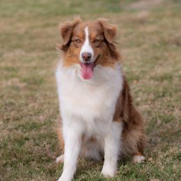 Dolly - Australian Shepherd