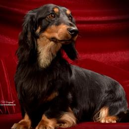 COOPER - Dachshund