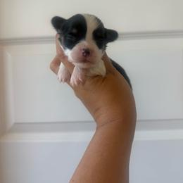 Cash - Black and tan male Pembroke Welsh Corgi puppy in Red Bluff, California from Wilder Ranch Corgis