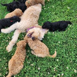 Goldendoodle Puppies from Hadie's Doodles