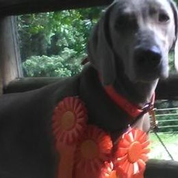 Weimaraners from Celtic Ayre