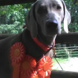 Weimaraners from Celtic Ayre