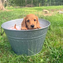 River - Red male Dachshund puppy in Crossville, Tennessee from Golden Mini Farm