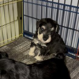 Red collar - Salt and pepper male Miniature Schnauzer puppy in La Fayette, Georgia from Daniels Mini Schnauzers
