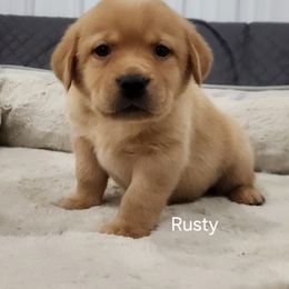 Rusty (green collar) - Yellow male Labrador Retriever puppy in Greenwich, Ohio from Pure Gem Kennel