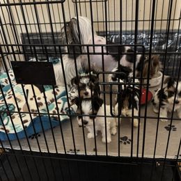 Biewer Terrier puppies from Great Scotts Biewers